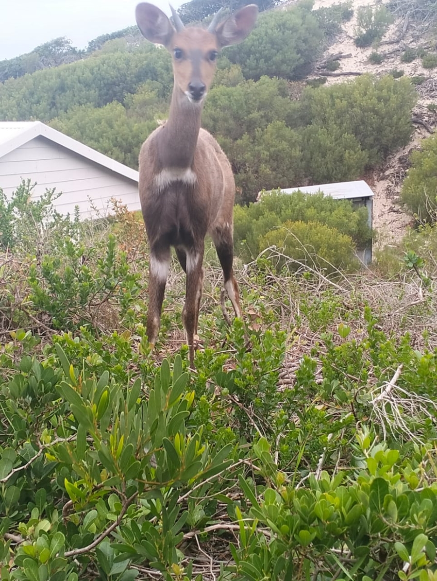 Commercial Property for Sale in Paradise Beach Eastern Cape